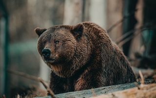 What is more effective, an air horn or bear spray? WoodsCan Hornet Rechargeable Electric Air Horn FAQ, Frequently Asked Questions