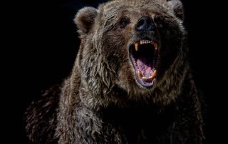 Does-bear-spray-actually-work-wildlife-deterrents-woodscan-hornet-air-horn-faq