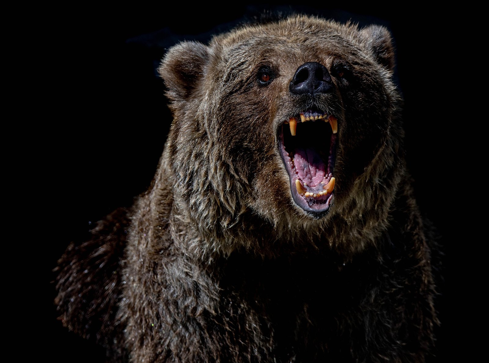 Does-bear-spray-actually-work-wildlife-deterrents-woodscan-hornet-air-horn-faq