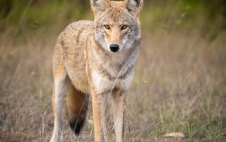 air-horn-effective-as-a-coyote-wildlife-deterrent-woodscan-hornet-air-horn-faq