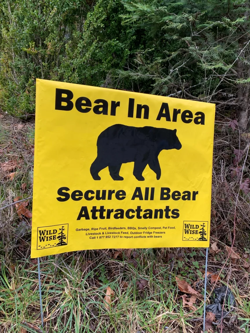 Bear in Area