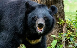 Hornet-Air-Horn-Practical-Deterrent-Japan-Rising-Bear-Encounters