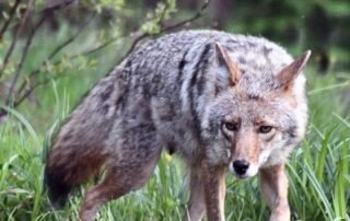 Will-an-air-horn-scare-off-a-coyote-Hornet-By-WoodsCan-rechargeable-electric-air-horn