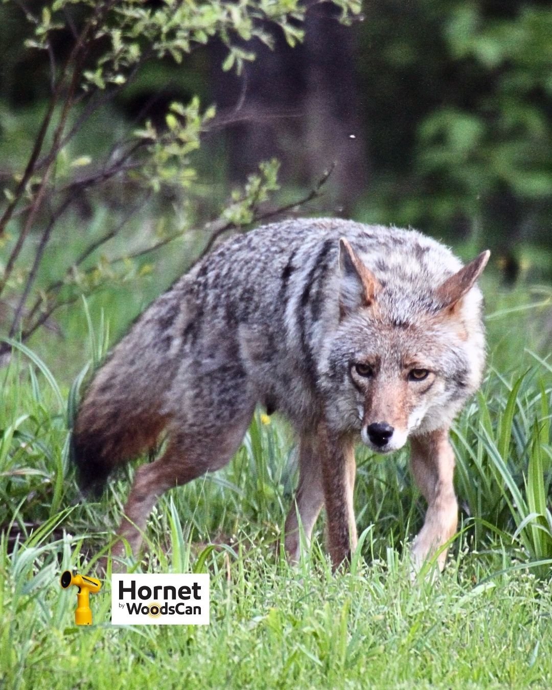 Will-an-air-horn-scare-off-a-coyote-Hornet-By-WoodsCan-rechargeable-electric-air-horn
