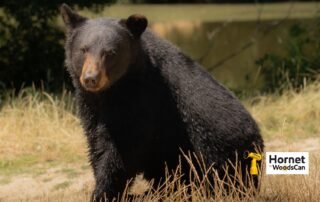 Can-Bear-Bangers-Start-A-Fire-Hornet-by-WoodsCan-Rechargeable-Electric-Air-Horn-4