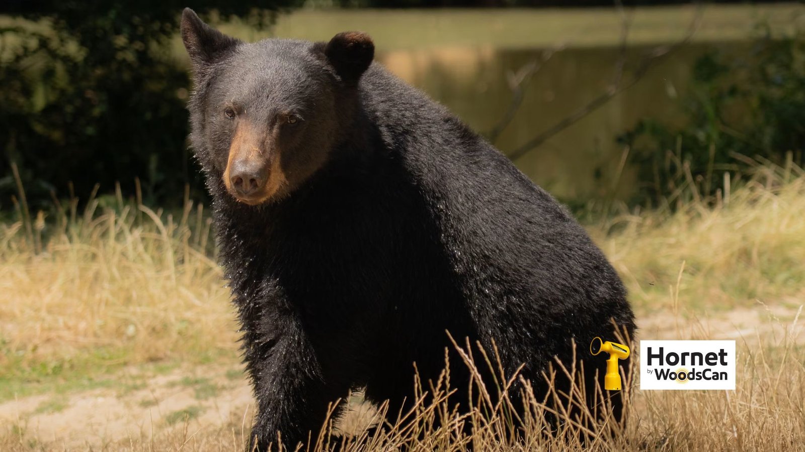 Can-Bear-Bangers-Start-A-Fire-Hornet-by-WoodsCan-Rechargeable-Electric-Air-Horn-4